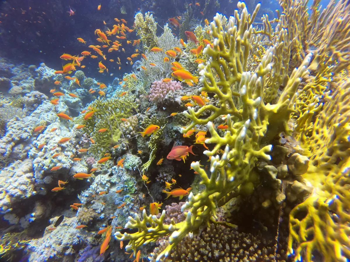 Récif corallien coloré peuplé de poissons anthias en mer Rouge, Égypte