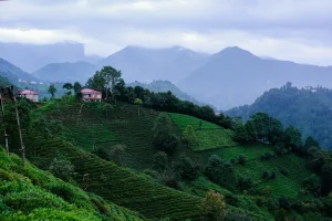 Plantations de thé en terrasses dans la brume près de Rize, sur la côte de la mer Noire