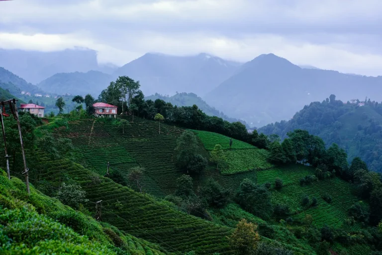 Plantations de thé en terrasses dans la brume près de Rize, sur la côte de la mer Noire
