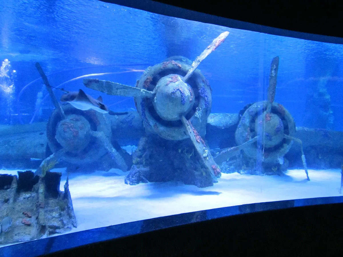 Épave d'avion à hélices reconstituée au fond d'un bassin d'aquarium, une raie passant au-dessus