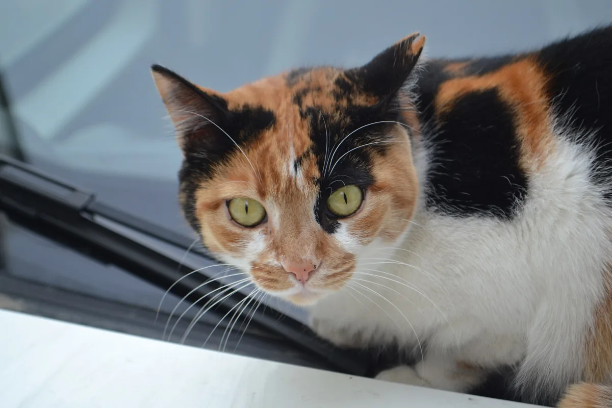 Chat des rues d'Istanbul au regard perçant