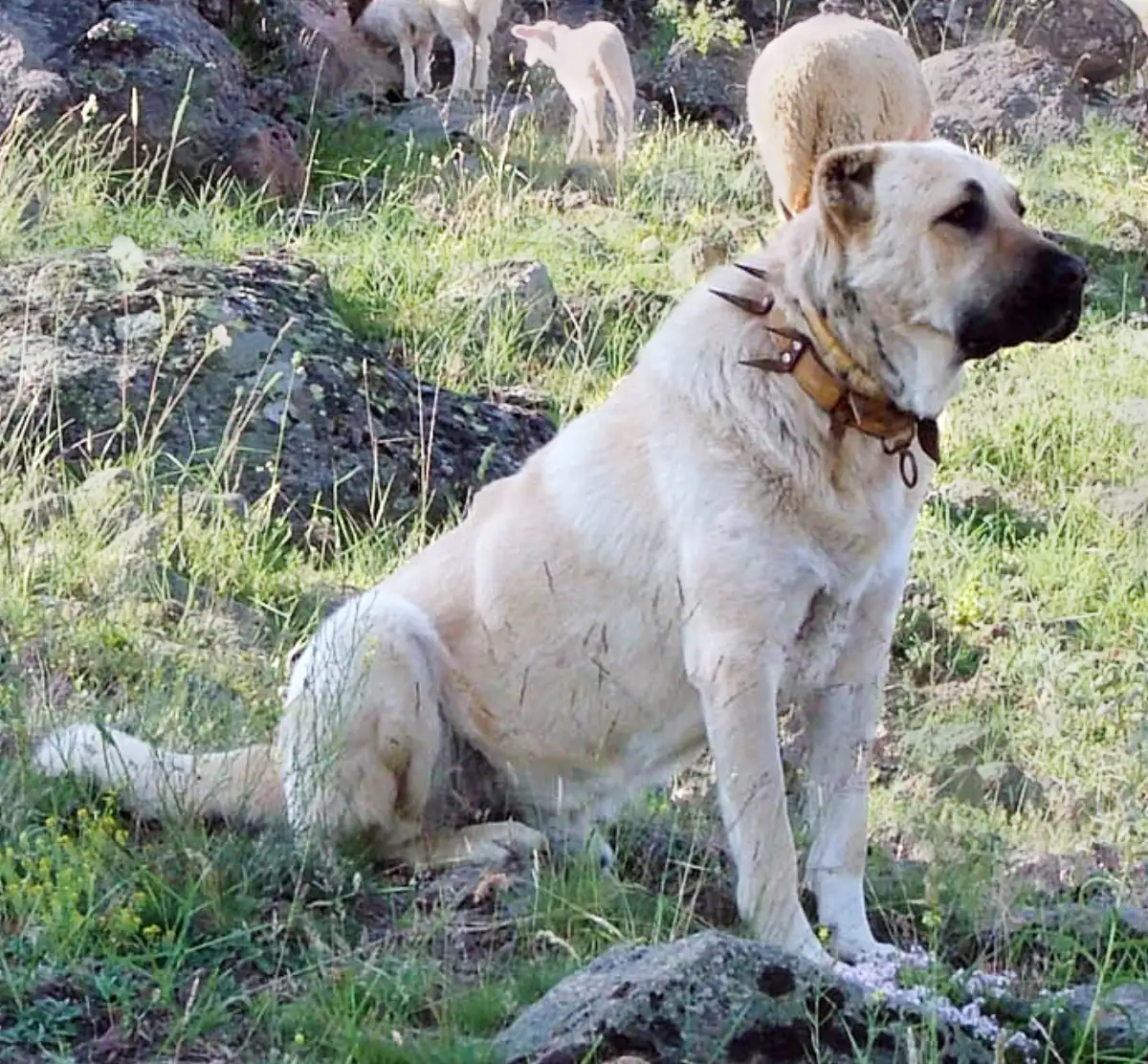 Chien de troupeau kangal portant un collier à pointes en Turquie
