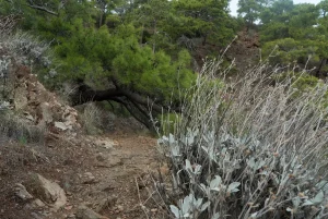 Sentier caillouteux de la Voie Lycienne traversant la pinède près de Çıralı